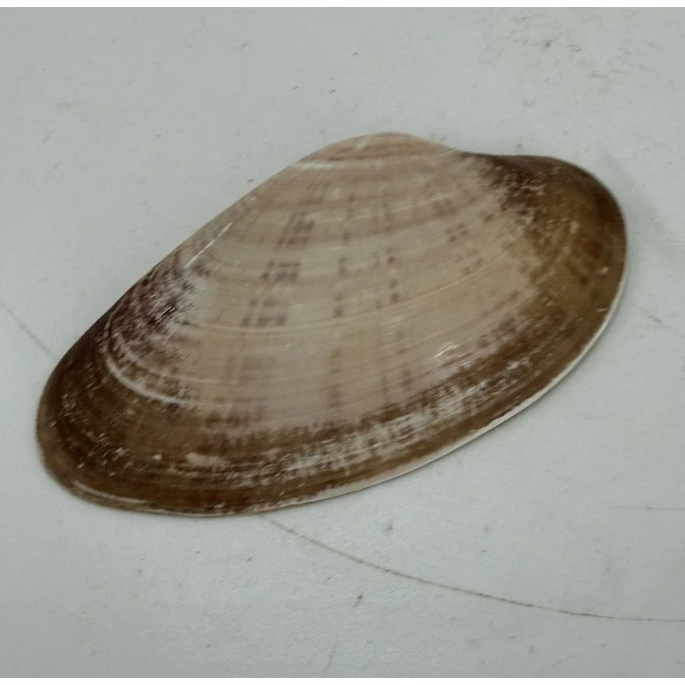 Coastal Citrus Pattern Clam Shell Jewelry  Dish Gold Trim Beach Nautical Decor